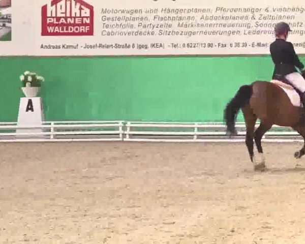 Dressurpferd Brentano 14 (Deutsches Reitpony, 1996, von Black Dancer)