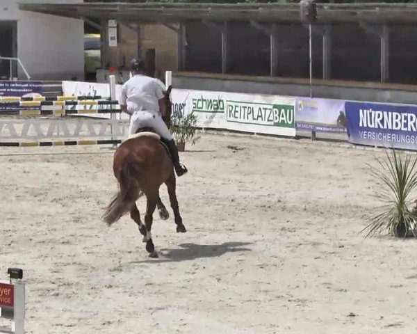 Springpferd Carnando K (Bayer, 2004, von Carlando I)