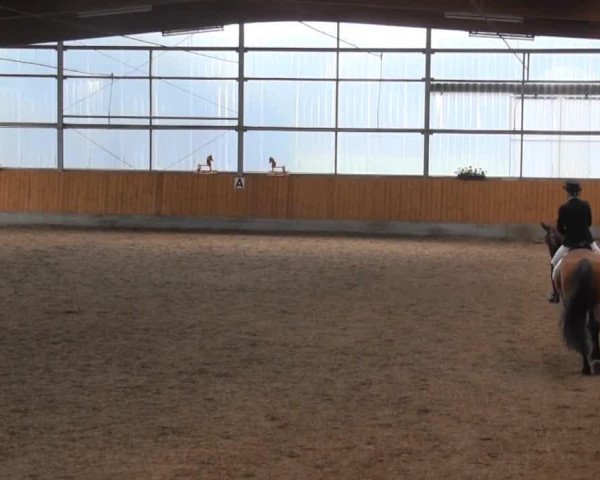 dressage horse Sir-Lutz (Westphalian, 2006, from Sandro Bedo)