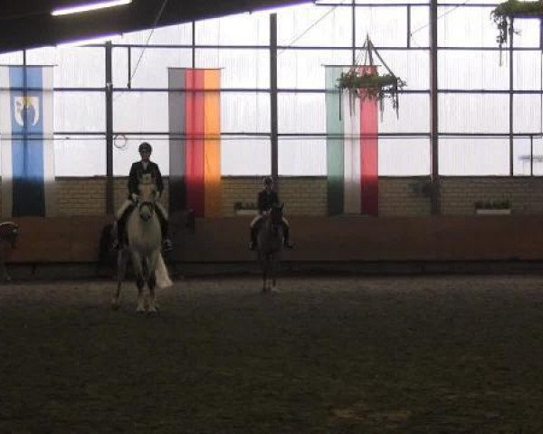 broodmare Salomee 17 (Westphalian, 2006, from Sandro Bedo)
