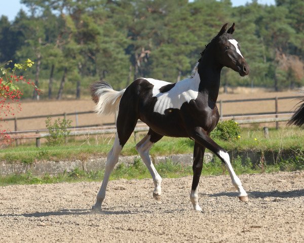 stallion Easy Time (Trakehner, 2020, from Donauabend)