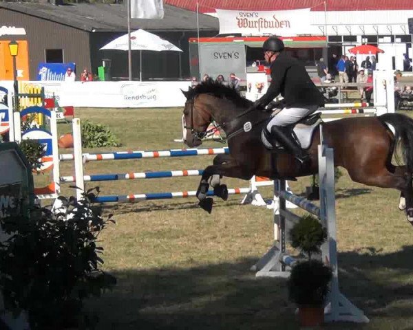 Springpferd Pippi Lotta 10 (Hannoveraner, 2000, von Acorado I)