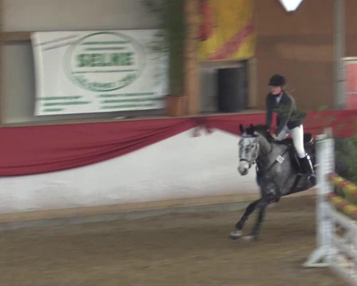jumper Calexa H (Bavarian, 2000, from Explorer)