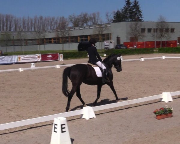 Reitturnier Neustadt/Dosse 2021