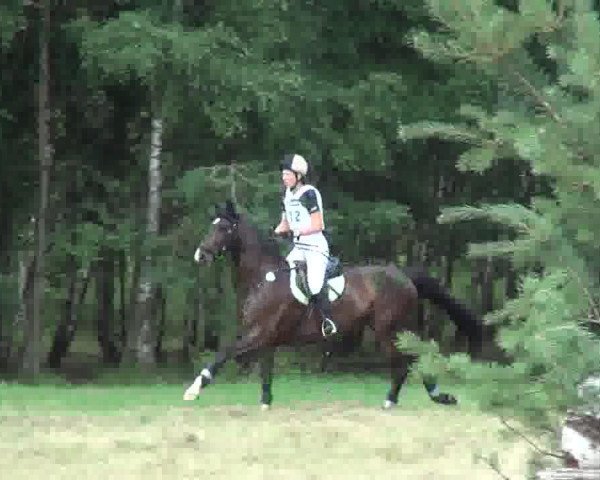 broodmare Carisma-B (Mecklenburg, 2000, from Cyrell)