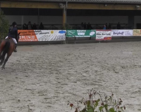 jumper Kapriccio 9 (Danish Warmblood, 2005, from Kanudos xx)