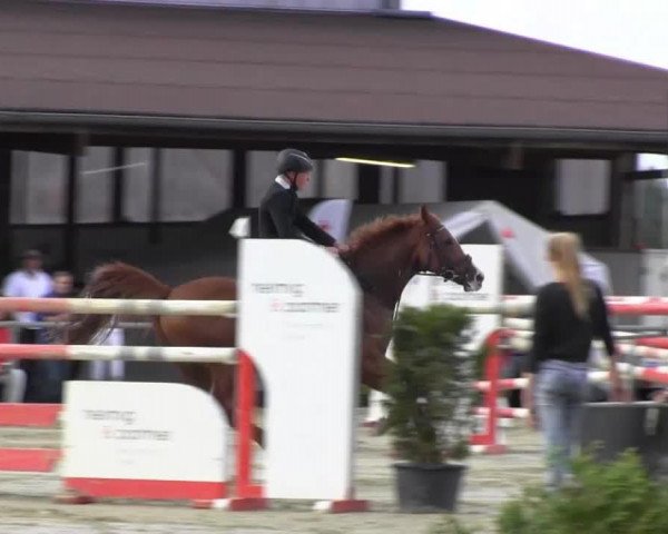 jumper Emilia 17 (Hessian Warmblood, 2003, from Catalani)