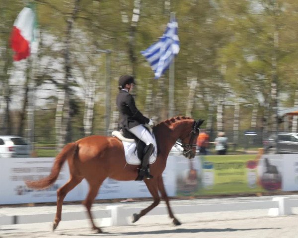 Reitturnier Westergellersen 2021