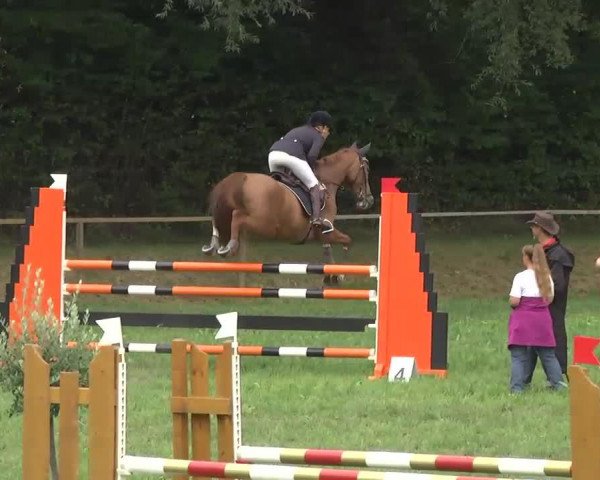 jumper Soquette DH (Hanoverian, 2003, from Salieri)