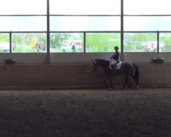 broodmare Una Dea (Oldenburg, 2003, from Dream of Heidelberg II)