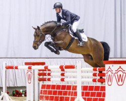 jumper Barrios 2 (KWPN (Royal Dutch Sporthorse), 2011, from Breitling LS)