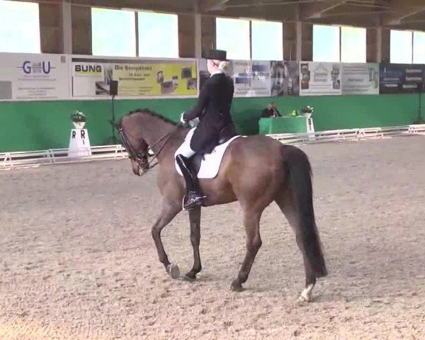 dressage horse Freudenzauber 2 (Trakehner, 2004, from K2 T) dressage horse Freudenzauber 2 (Trakehner, 2004, from K2 T)