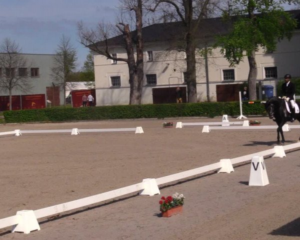 Reitturnier Neustadt/Dosse 2021