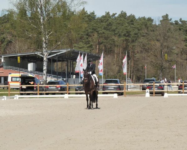 Reitturnier Westergellersen 2021
