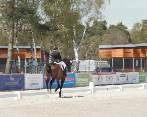 Reitturnier Westergellersen 2021