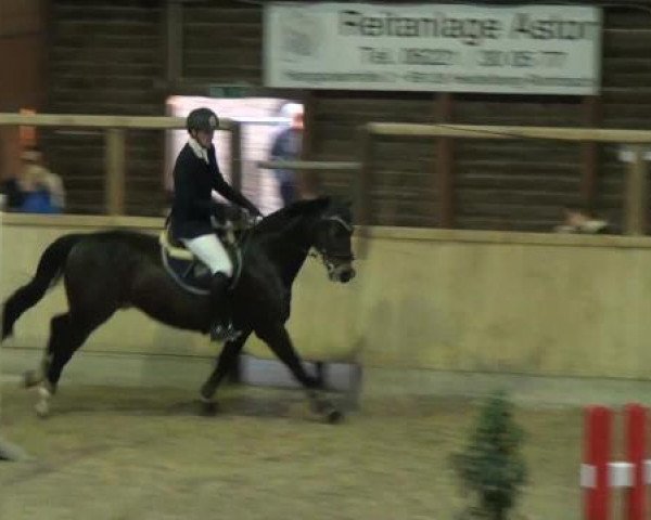 jumper Danton 27 (Trakehner, 2002, from Waitaki 31)