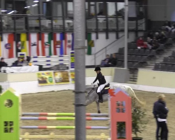 dressage horse Birkenhain Prinz Palü (German Riding Pony, 2003, from Principal Boy)