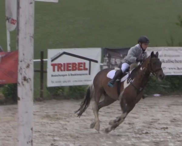Springpferd Vivaldi (Deutsches Reitpony, 1997, von Vulkan)