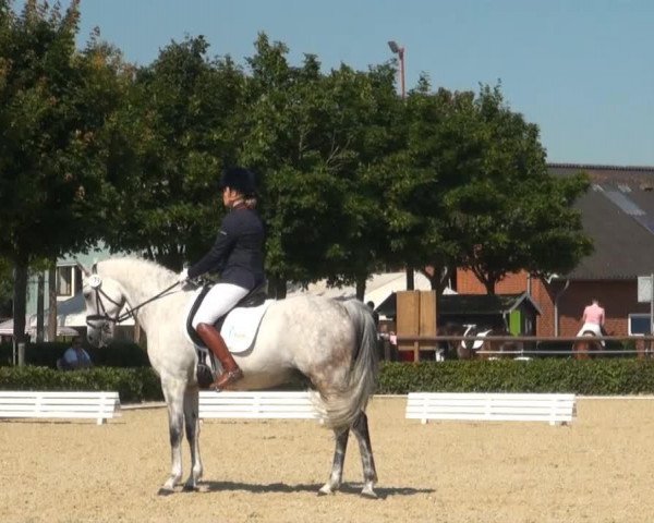 dressage horse Erbprinz (German Riding Pony, 2004, from Eldorrado)