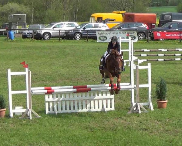 jumper Karlson 15 (Saxony-Anhaltiner, 2000, from Korsar II)