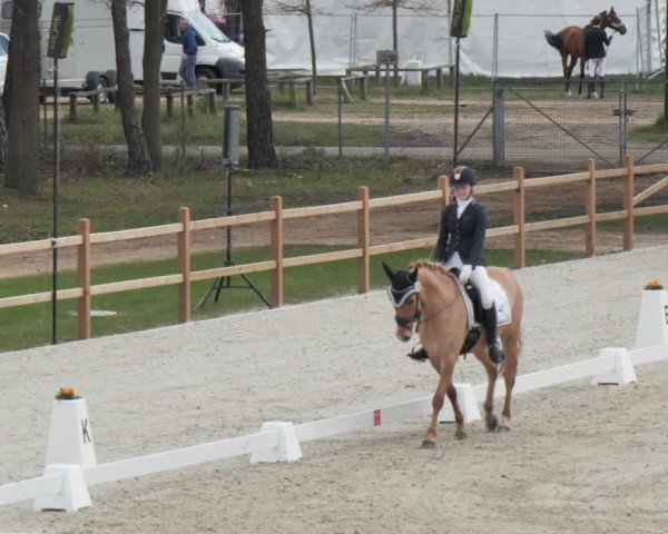 Reitturnier Westergellersen 2021