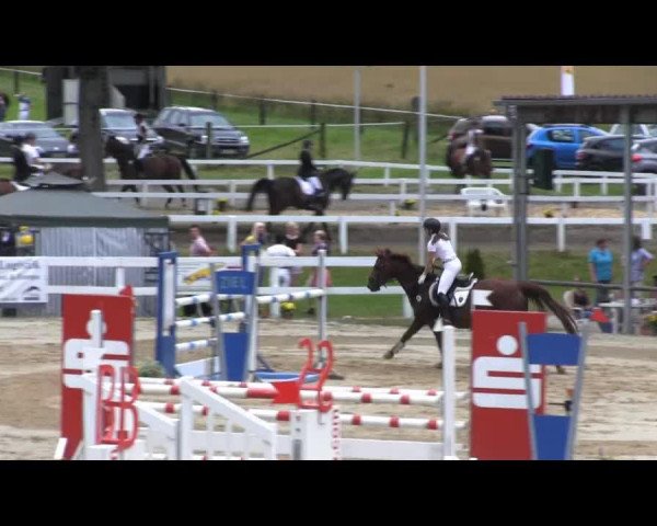 Springpferd Waltraud 22 (Westfale, 2000, von Weltrat)