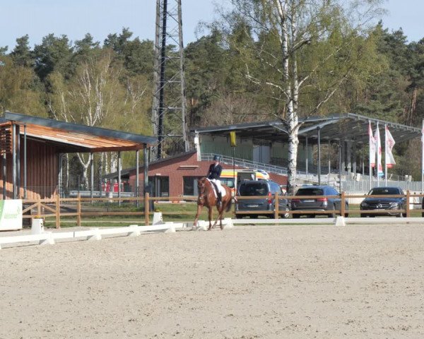 Reitturnier Westergellersen 2021