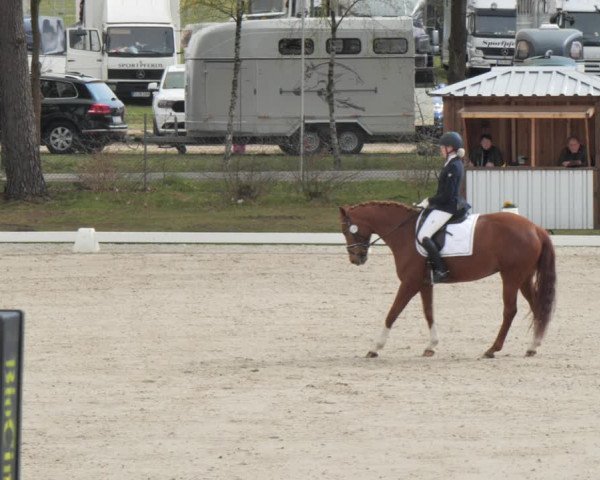 Reitturnier Westergellersen 2021
