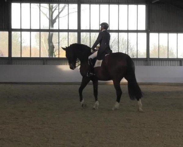 dressage horse Comatic B (Hanoverian, 2006, from Comic)