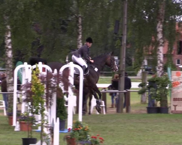 Springpferd Accaya (Westfale, 2004, von Askaban)