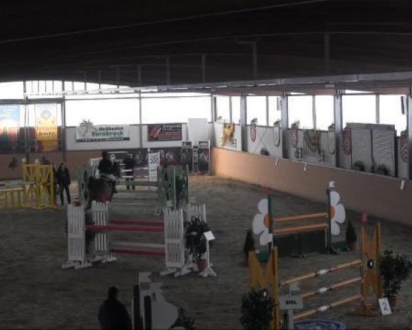 Springpferd Lennox KL (Oldenburger, 2004, von Landfürst)