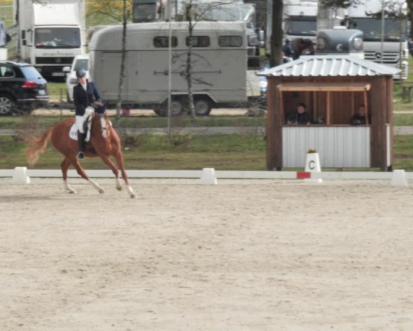 Reitturnier Westergellersen 2021
