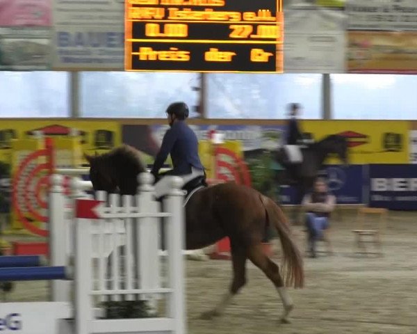 Springpferd Quintera 15 (Oldenburger Springpferd, 2005, von Quidam's Rubin)