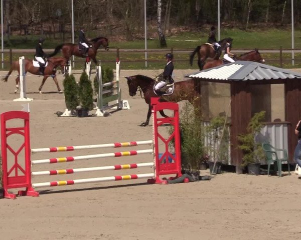 Reitturnier Westergellersen 2021