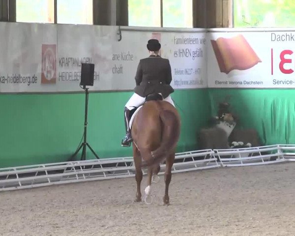Dressurpferd Lichterloh 4 (Hannoveraner, 2004, von Lauries Crusador xx)