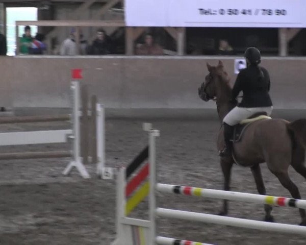 Springpferd Eternity 41 (Hannoveraner, 2002, von Embassy I)