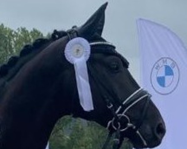 dressage horse RPZ Bellagio (German Sport Horse, 2017, from Bernay)