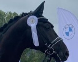 dressage horse RPZ Bellagio (German Sport Horse, 2017, from Bernay)