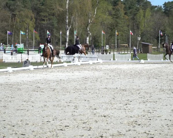 Reitturnier Westergellersen 2021