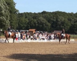 dressage horse Bella 778 (Oldenburg, 2002, from Best Before Midnight)