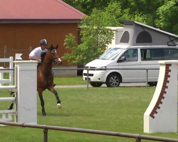 jumper Chica We (Holsteiner, 2005, from Con Capitol)