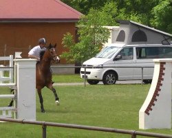 Springpferd Chica We (Holsteiner, 2005, von Con Capitol)