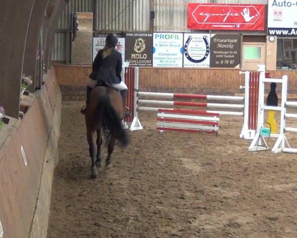 jumper Likido 2 (Holsteiner, 2003, from Lancer II)