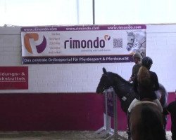 Springpferd Quita M (Zangersheide Reitpferd, 2004, von Quinar)