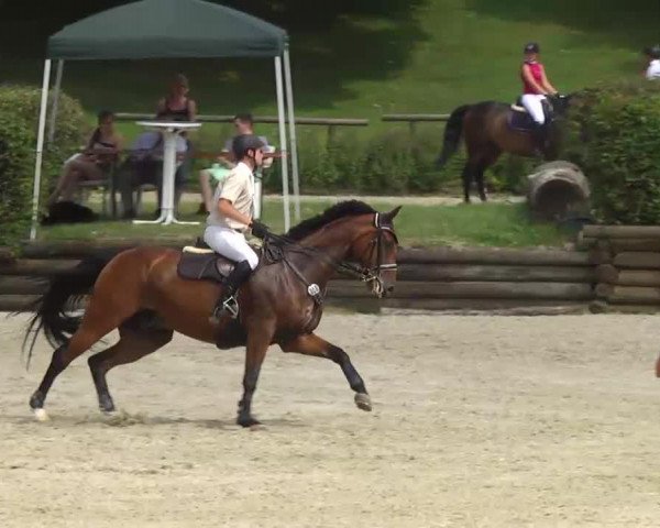 jumper Rabenhofs Faust (Holsteiner, 2001, from Atlas Bavaria)