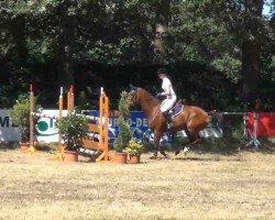 jumper Cyrill 17 (Holsteiner, 2006, from Cosimo)