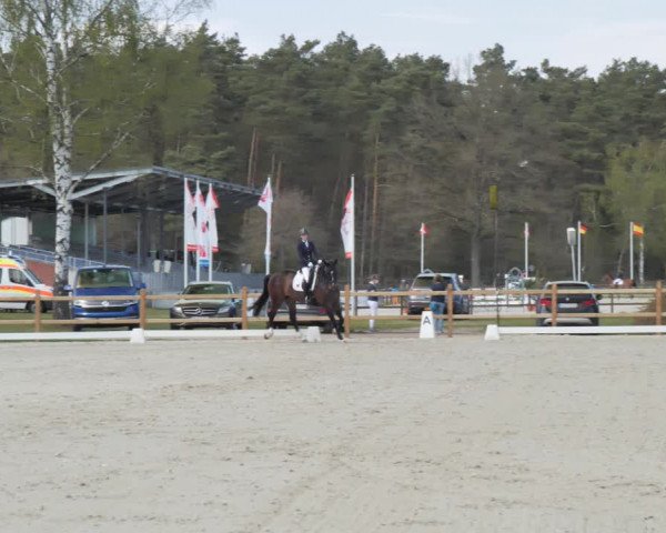 Reitturnier Westergellersen 2021