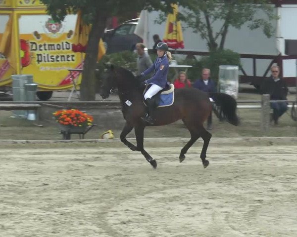 jumper Sarmos (Hungarian Warmblood, 1998, from Sarkcsillag) jumper Sarmos (Hungarian Warmblood, 1998, from Sarkcsillag)
