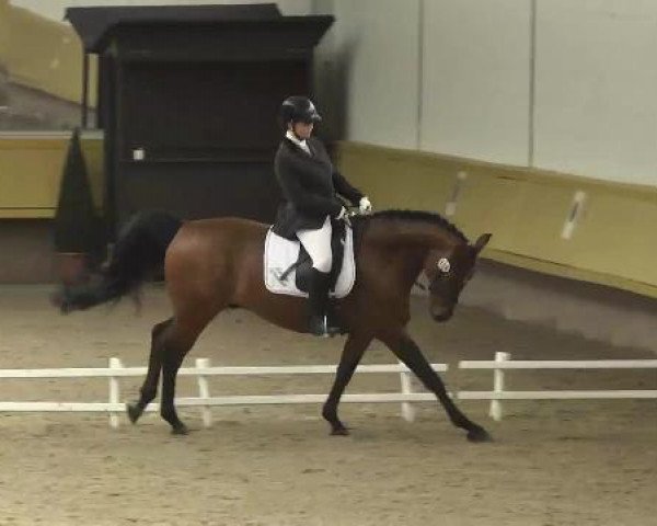 jumper Lucius (German Sport Horse, 2005, from Luxius)