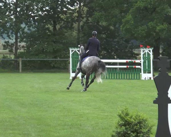 jumper Senghor (Trakehner, 2006, from Key West)